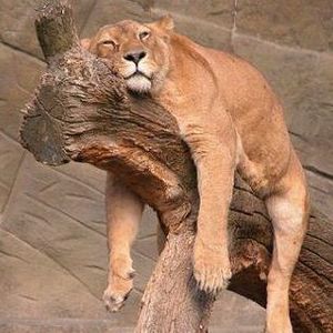 Meet your Posher, Petch